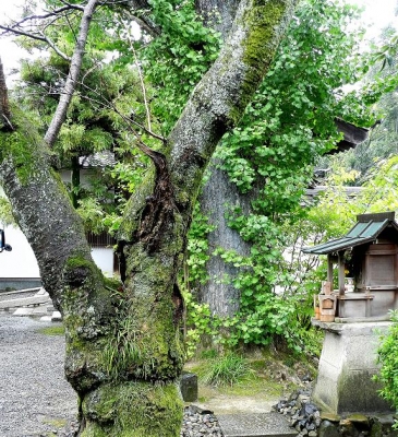 Rozan-ji Temple, Kyoto