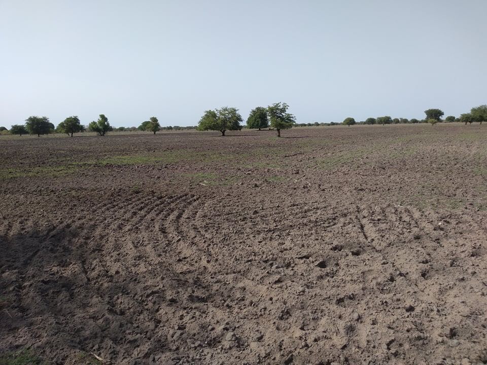Community farm in South Sudan. scribblehead.co